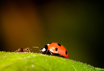 Ant meets Ladybird