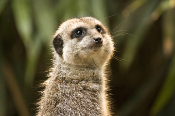Fototapeta premium Meercat