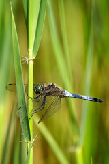 Broad bodied chaser Dragonfly