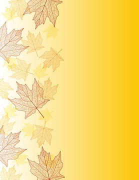 maple leaf edge