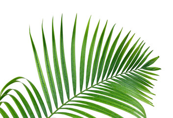 Obraz premium Leaves2