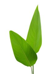 Leaves