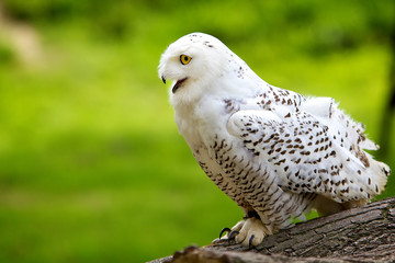A young snowy owl ready for takeoff
