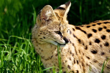 A portrait shot of a serval