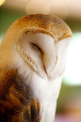 A barn owl resting