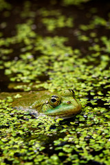 Marsh Frog in pond