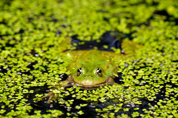 Marsh Frog in pond