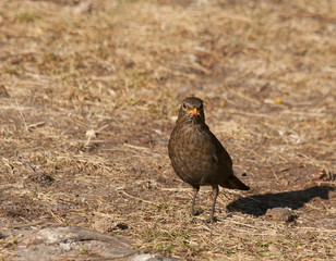 blackbird