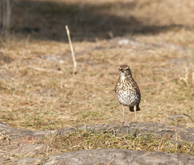 thrush