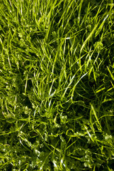 Green grass