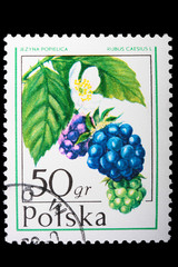 Poland - CIRCA 1974: A stamp Dewberry