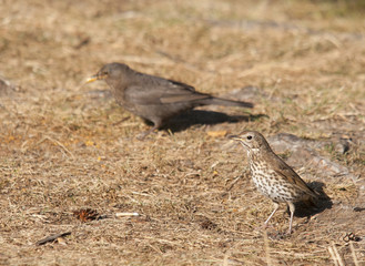 thrush