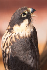 falcon