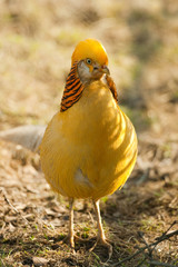 gorgeous golden pheasant