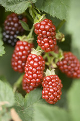 ブラックベリーの実