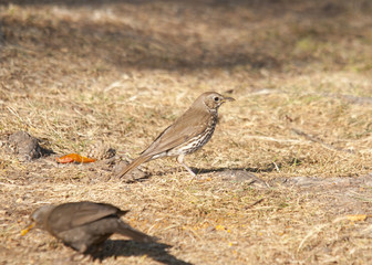 thrush
