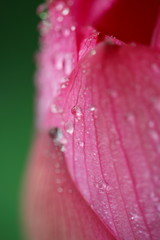 蓮花 (東京・上野不忍池)