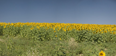 Sunflowers's field