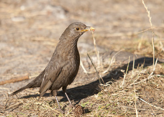 thrush