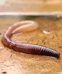 earthworm
