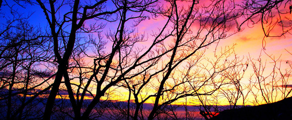 Branches dans un ciel multicolore