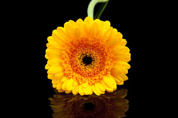 Fototapeta premium Orange gerber flower