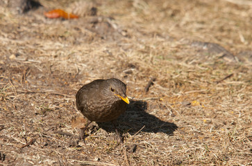 blackbird