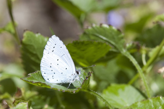 Holly Blue Butterfly