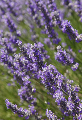 Lavendel