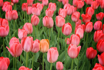 Fototapeta premium single orange tulip among purple
