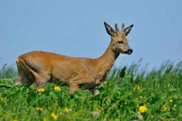 Rehbock