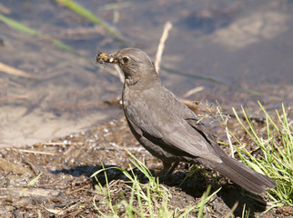 blackbird