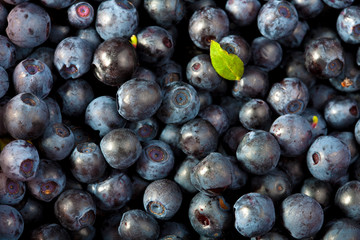 fresh blueberries background