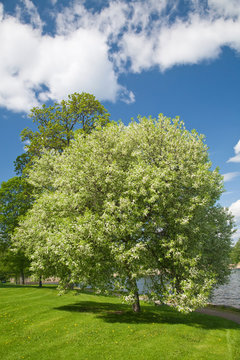 Fototapeta blooming bird cherry tree