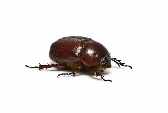 Escarabajo.