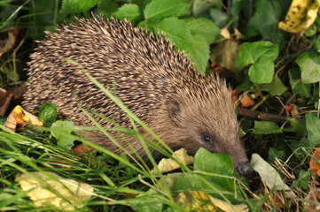 hérisson en promenade