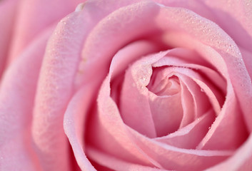 Fototapeta na wymiar Wet Pink Rose