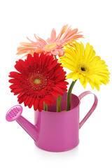 watering can with gerberas © Svetlana Lukienko