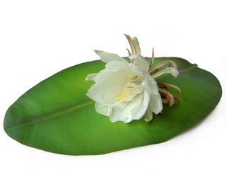 Queen of the night Brahma Kamal Six