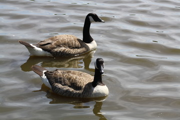 duck 6