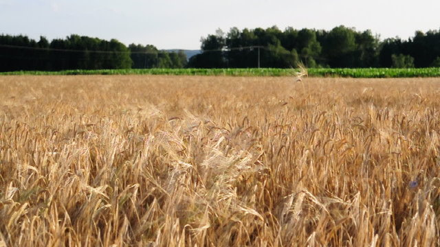 Getreidefeld