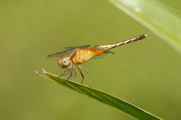 Libellula