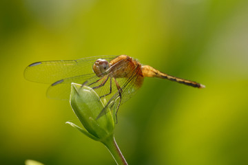 Libellula