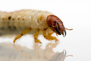 Cockchafer larvae