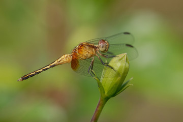 Libellula
