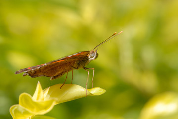 Anartia amathea