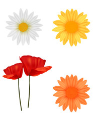 Group of beautiful flowers. Photo-realistic vector.