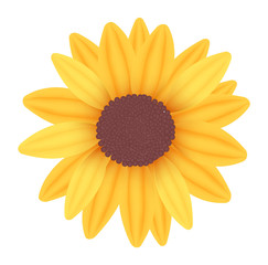 Naklejka premium Beautiful yellow sunflower. Photo-realistic vector.