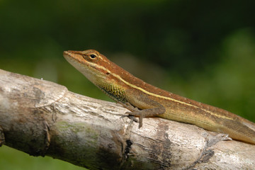 Anolis auratus - (Polychrotidae sauria)