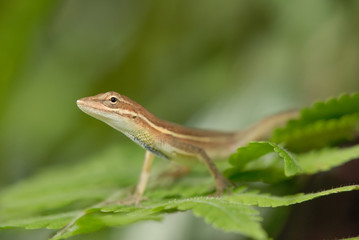 Anolis auratus - (Polychrotidae sauria)